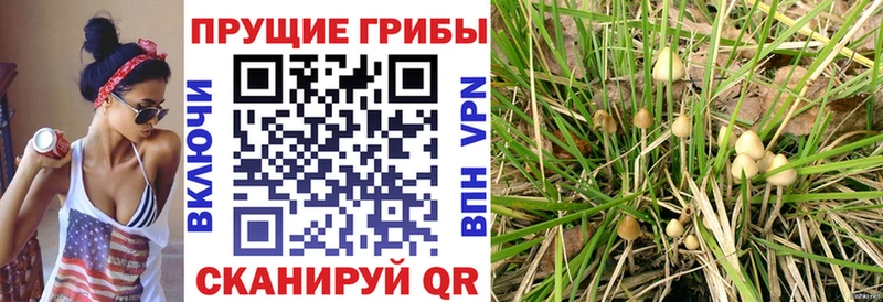 blacksprut зеркало Белогорск Галлюциногенные грибы MAGIC MUSHROOMS